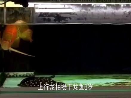 龍魚視頻下載app是否收費(fèi)（龍魚視頻下載app是否收費(fèi)取決于其商業(yè)模式和用戶需求） 龍魚視頻下載app是否收費(fèi)（龍魚視頻下載app是否收費(fèi)取決于其商業(yè)模式和用戶需求） 龍魚百科 第2張