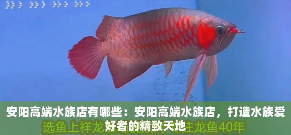 安陽高端水族店有哪些：安陽高端水族店，打造水族愛好者的精致天地（安陽市的高端水族店）