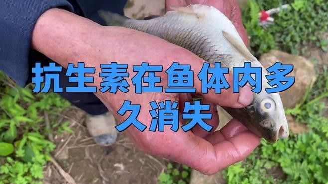 龍魚(yú)內(nèi)服藥物需要停食嗎（魚(yú)內(nèi)服藥物是否需要停食，龍魚(yú)內(nèi)服藥物是否需要停食）