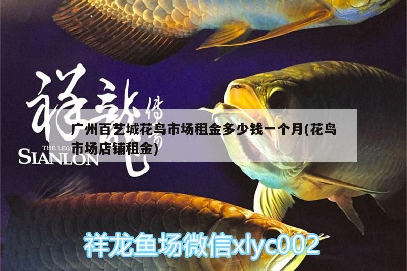 廣州百藝城花鳥市場租金多少錢一個月(花鳥市場店鋪租金)（廣州百藝城廣州百藝城花鳥市場租金多少錢一個月租金多少錢一個月）