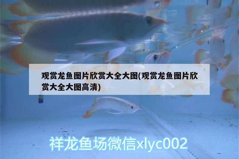 觀賞龍魚圖片欣賞大全大圖(觀賞龍魚圖片欣賞大全大圖高清) 觀賞龍魚圖片欣賞大全大圖(觀賞龍魚圖片欣賞大全大圖高清) 觀賞魚百科