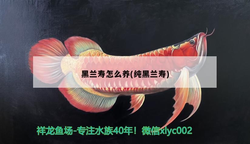 黑蘭壽怎么養(yǎng)(純黑蘭壽)
