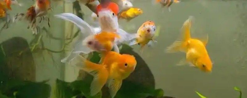 哪種方法治療龍魚爛尾爛鱗最有效（龍魚爛尾爛鱗怎么辦）