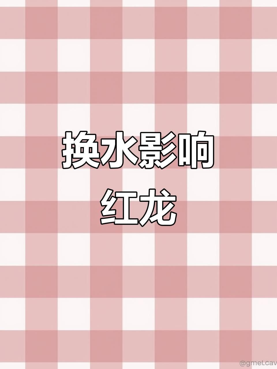 五常紅龍魚（五常紅龍魚的飼養要點）
