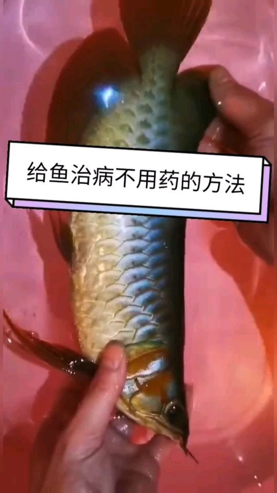 輕松治水莓（生物濾池凈化技術）