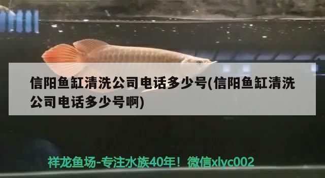 信陽魚缸清洗公司電話多少號(信陽魚缸清洗公司電話多少號啊)（信陽魚缸清洗公司電話多少號） 信陽魚缸清洗公司電話多少號(信陽魚缸清洗公司電話多少號啊)（信陽魚缸清洗公司電話多少號） 觀賞魚百科