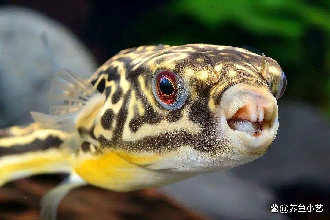 埃及神仙魚喂牛心漢堡好嗎（養埃及神仙魚的四大禁忌）