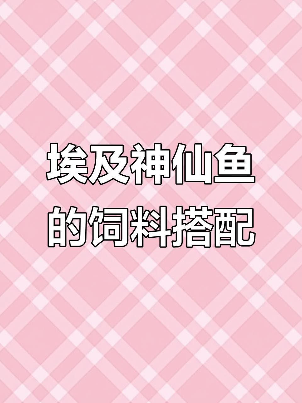埃及神仙魚喂牛心漢堡好嗎（養埃及神仙魚的四大禁忌）