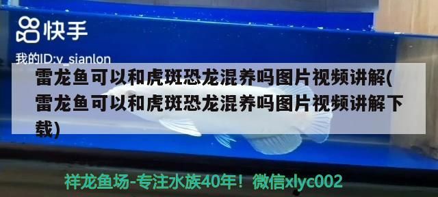 雷龍魚可以和虎斑恐龍混養嗎圖片視頻講解(雷龍魚可以和虎斑恐龍混養嗎圖片視頻講解下載)（雷龍魚可以和虎斑恐龍混養嗎）
