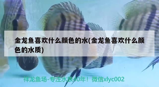 金龍魚喜歡什么顏色的水(金龍魚喜歡什么顏色的水質)（金龍魚喜歡什么顏色的水） 金龍魚喜歡什么顏色的水(金龍魚喜歡什么顏色的水質)（金龍魚喜歡什么顏色的水） 觀賞魚百科 第2張