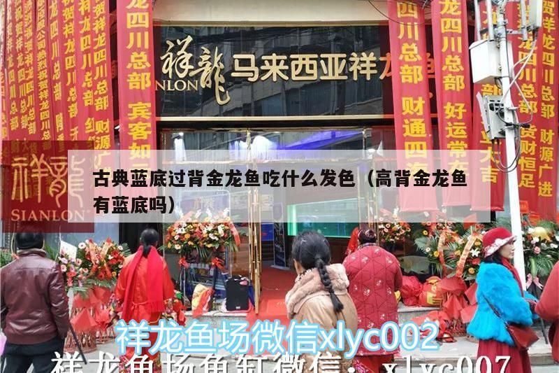古典藍底過背金龍魚吃什么發色（高背金龍魚有藍底嗎）（金龍魚怎么養發色）