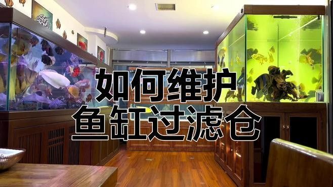 龍魚缸過濾器清洗時需要注意什么（魚缸過濾器如何清洗？） 龍魚缸過濾器清洗時需要注意什么（魚缸過濾器如何清洗？） 龍魚百科 第2張
