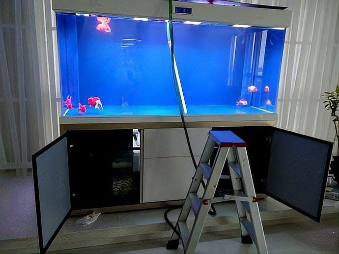 龍魚缸過濾器清洗時需要注意什么（魚缸過濾器如何清洗？） 龍魚缸過濾器清洗時需要注意什么（魚缸過濾器如何清洗？） 龍魚百科 第10張
