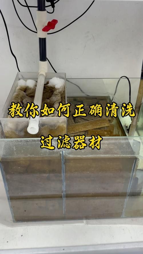 龍魚缸過濾器清洗時需要注意什么（魚缸過濾器如何清洗？） 龍魚缸過濾器清洗時需要注意什么（魚缸過濾器如何清洗？） 龍魚百科 第7張