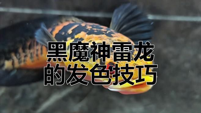 黑鱗龍魚發色需要什么燈光（黑鱗龍魚發色所需的燈光條件）