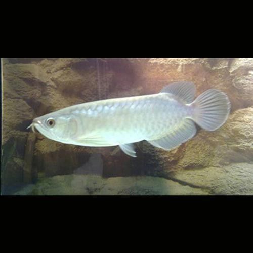 給我一些青龍魚的圖片（關于青龍魚的圖片資源） 給我一些青龍魚的圖片（關于青龍魚的圖片資源） 龍魚百科 第11張