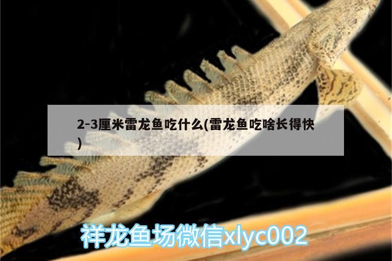 2:3厘米雷龍魚吃什么(雷龍魚吃啥長得快)（2-3厘米雷龍魚吃什么）