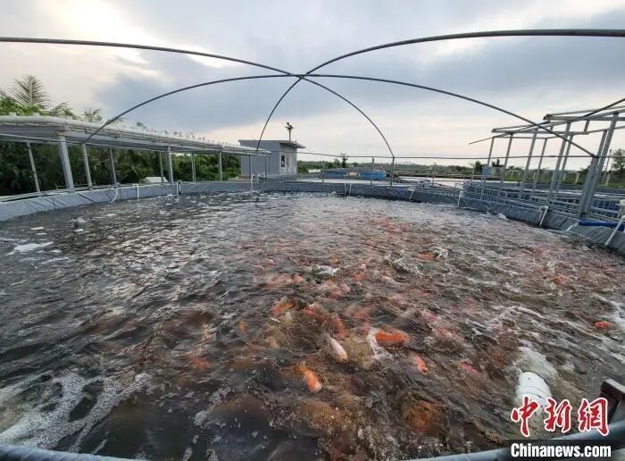 龍魚頂燈的位置選擇，龍魚頂燈哪個品牌好龍魚頂燈擺放位置放置建議