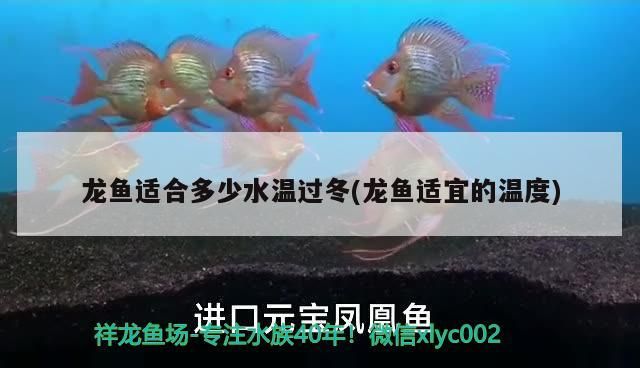 龍魚適合多少水溫過冬(龍魚適宜的溫度)（家里養的龍魚冬季水溫多少合適）