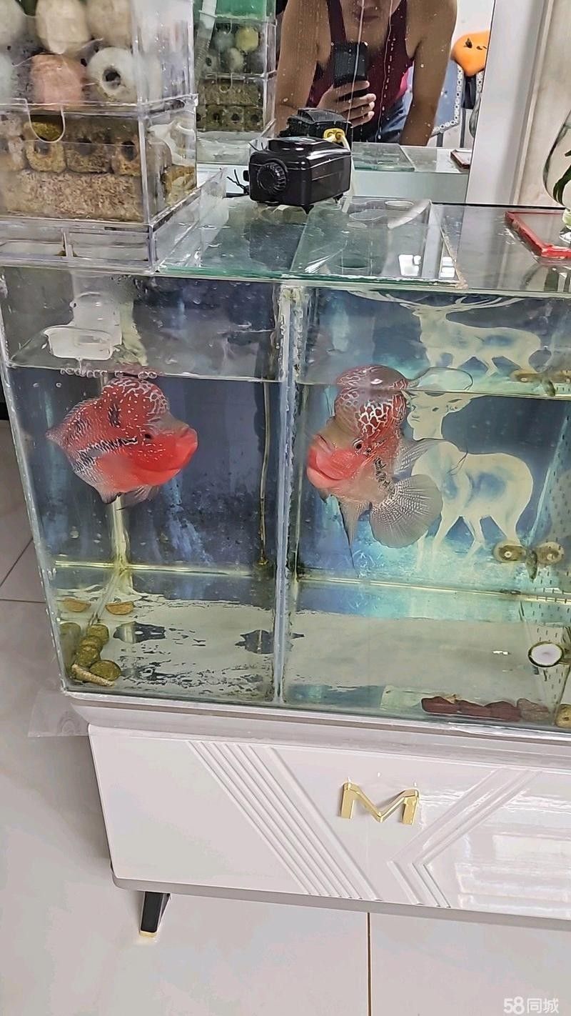 金龍魚包頭供貨商的營業(yè)時(shí)間是（金龍魚包頭供貨商的營業(yè)時(shí)間是多久？）