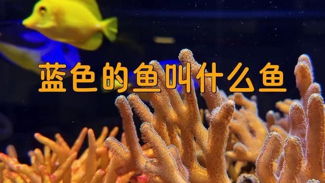 如何區分不同品種的藍色龍魚（如何區分不同品種的藍色龍魚，）