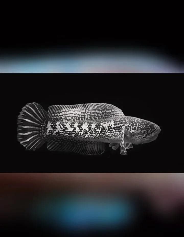 雷龍魚除了蝦還能吃什么（雷龍魚吃什么）