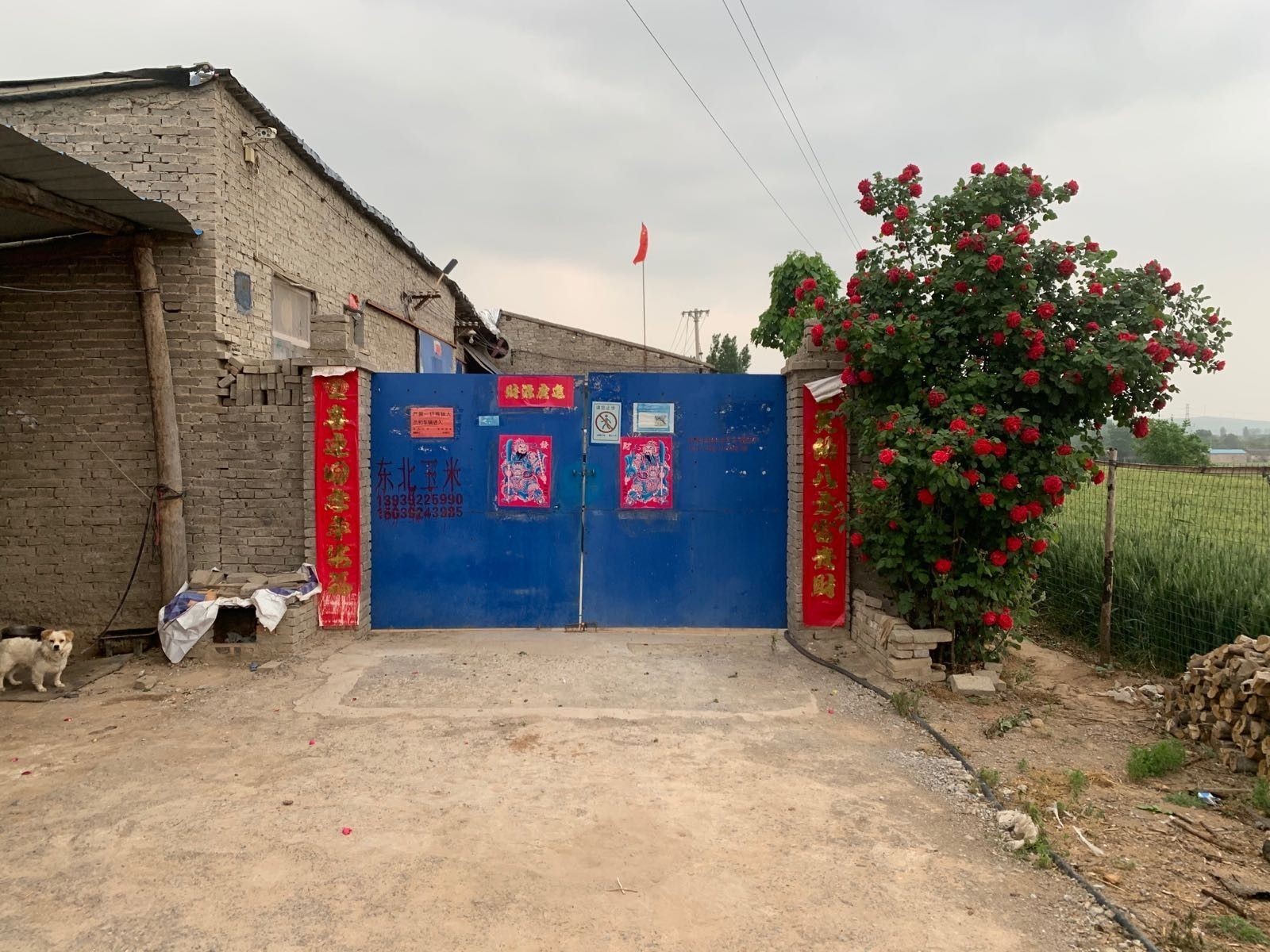 淇縣龍魚（河南鶴壁市淇縣龍魚養殖業百度地圖-景點展開） 淇縣龍魚（河南鶴壁市淇縣龍魚養殖業百度地圖-景點展開） 觀賞魚百科