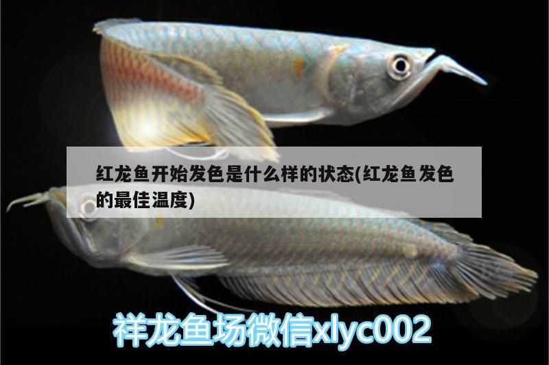 紅龍魚開始發色是什么樣的狀態(紅龍魚發色的最佳溫度)（紅龍魚發色是什么樣的狀態）