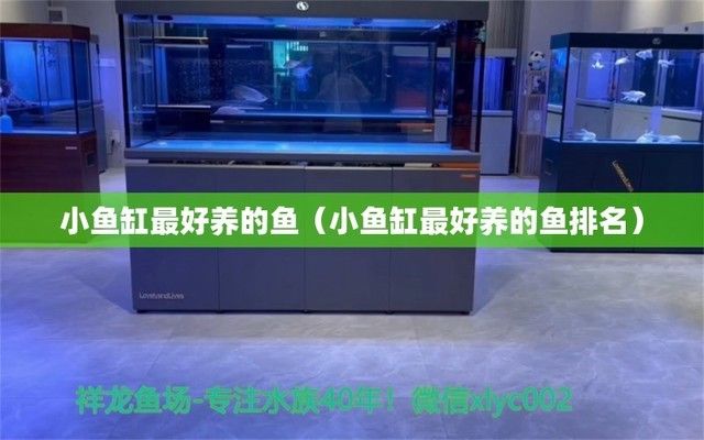 南寧龍魚批發市場地址查詢電話（南寧龍魚批發市場地址查詢電話號碼）（南寧龍魚批發市場地址查詢）