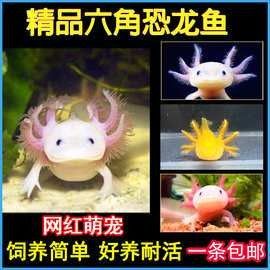 恐龍魚的價格是多少？（六角恐龍魚怎么養）