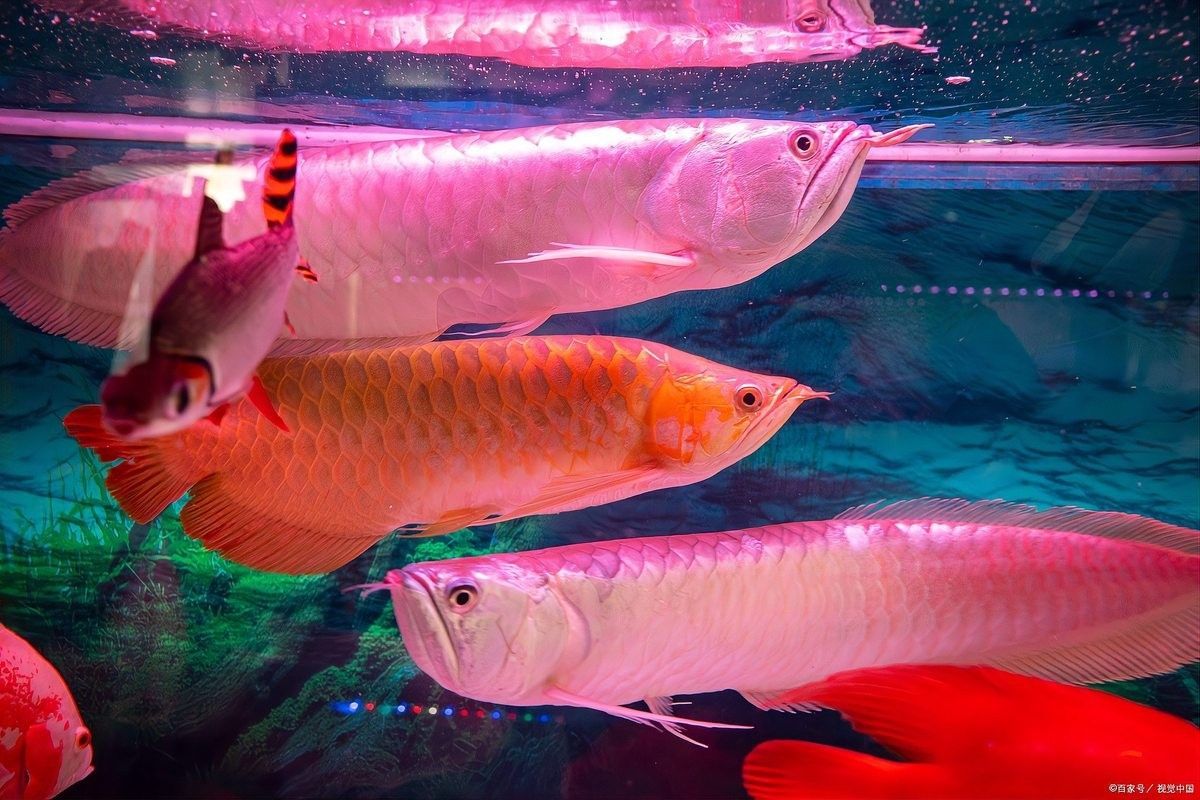 馬印和賽麟哪個更適合龍魚（印和賽麟都是龍魚飼養中常用的水族箱，各自有其特點和適用性）