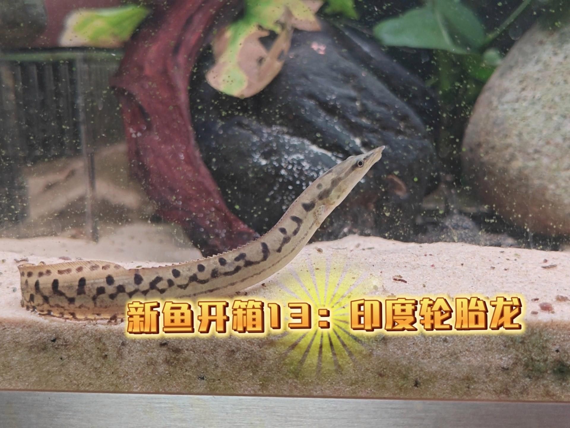 輪胎龍魚（輪胎龍魚有哪些獨(dú)特的習(xí)性，）