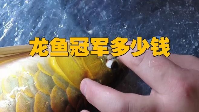 如何報名參加上海龍魚大賽？（上海龍魚大賽怎么報名？）