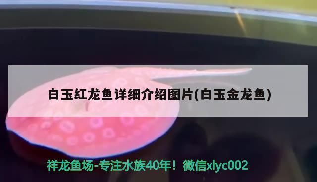 白玉紅龍魚詳細介紹圖片(白玉金龍魚)（白玉紅龍魚詳細介紹圖片）