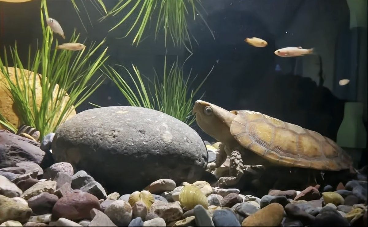 龍魚和哪種龜混養最和諧（中華傳統四象文化與現代水族飼養實踐龍魚與龜類混養需兼顧五行平衡與生物習性） 龍魚和哪種龜混養最和諧（中華傳統四象文化與現代水族飼養實踐龍魚與龜類混養需兼顧五行平衡與生物習性） 龍魚百科 第5張