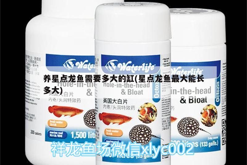 養(yǎng)星點(diǎn)龍魚(yú)需要多大的缸(星點(diǎn)龍魚(yú)最大能長(zhǎng)多大)（養(yǎng)星點(diǎn)龍魚(yú)需要多大的缸）