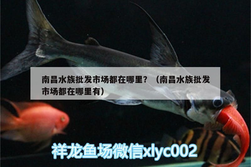 南昌水族批發市場都在哪里？（南昌水族批發市場都在哪里有）（南昌市水族批發市場在南昌市水族批發市場都在哪里）
