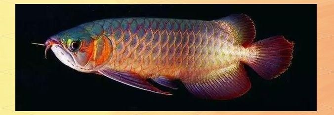 龍魚在多大時開始變寬（網絡游俠龍魚體型控制李碰龍魚如何養殖體型大需較大空間農技之家聽）