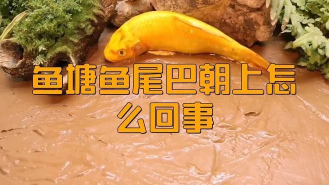 龍魚尾巴上翹能恢復嗎？（如何治療龍魚尾巴上翹）