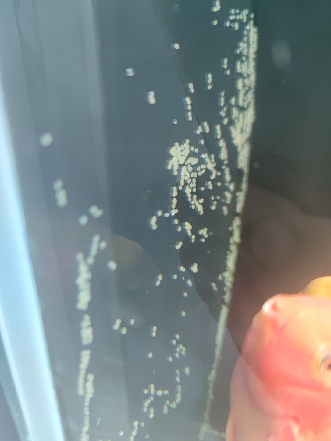快來看看這是啥（探索宇宙中的奇異現象） 快來看看這是啥（探索宇宙中的奇異現象） 觀賞魚百科 第2張