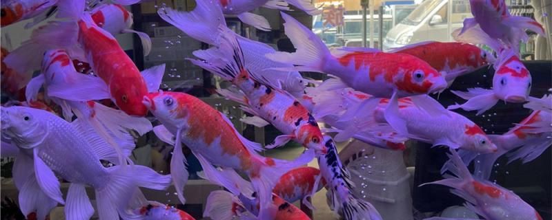 廣東清遠唐氏觀賞魚養殖場電話地址（廣東清遠唐氏觀賞魚養殖場電話地址查詢）（廣東清遠唐氏觀賞魚養殖場電話地址） 廣東清遠唐氏觀賞魚養殖場電話地址（廣東清遠唐氏觀賞魚養殖場電話地址查詢）（廣東清遠唐氏觀賞魚養殖場電話地址） 觀賞魚百科