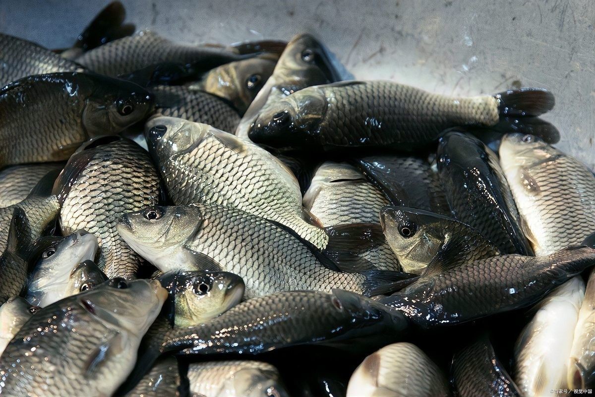金龍魚餌哪個(gè)系列最好用？（ai看球釣黃尾餌料品牌排行榜京東金龍魚餌窩料阿里巴巴1688）