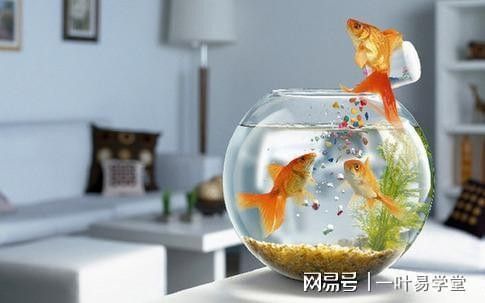 屬龍的人適合養哪些風水魚（屬龍的人適合養什么樣的風水魚？）