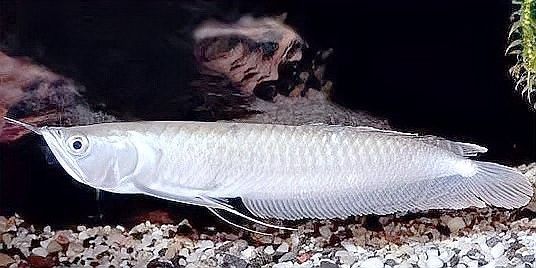 屬龍的人適合養哪些風水魚（屬龍的人適合養什么樣的風水魚？）
