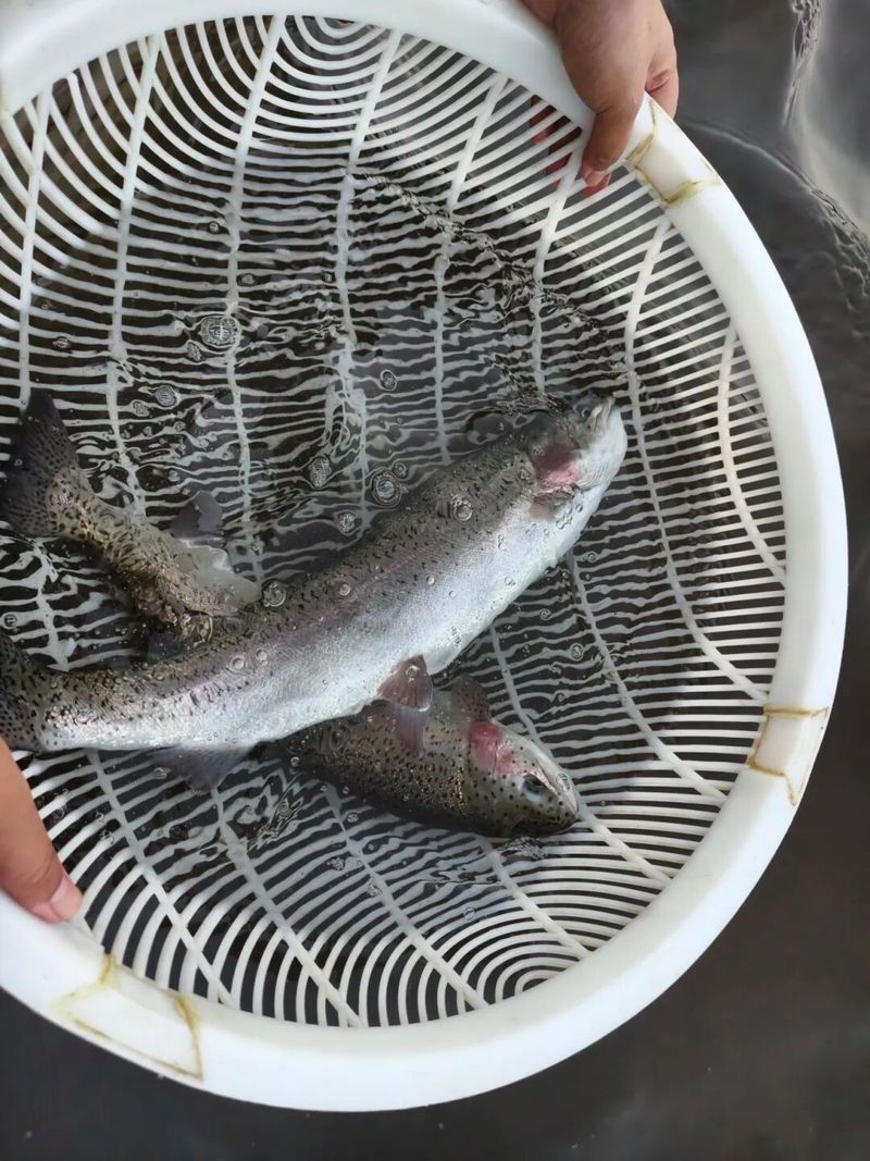 宜賓縣龍魚(yú)