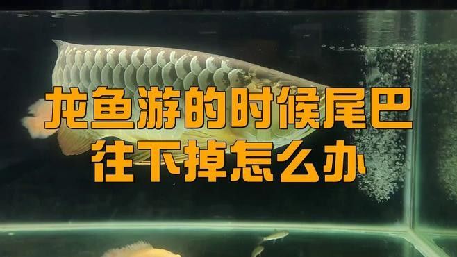 銀龍魚掉尾是怎么回事（金龍銀龍為什么會(huì)溶尾燒尾怎么治療溶尾怎么治療溶尾）