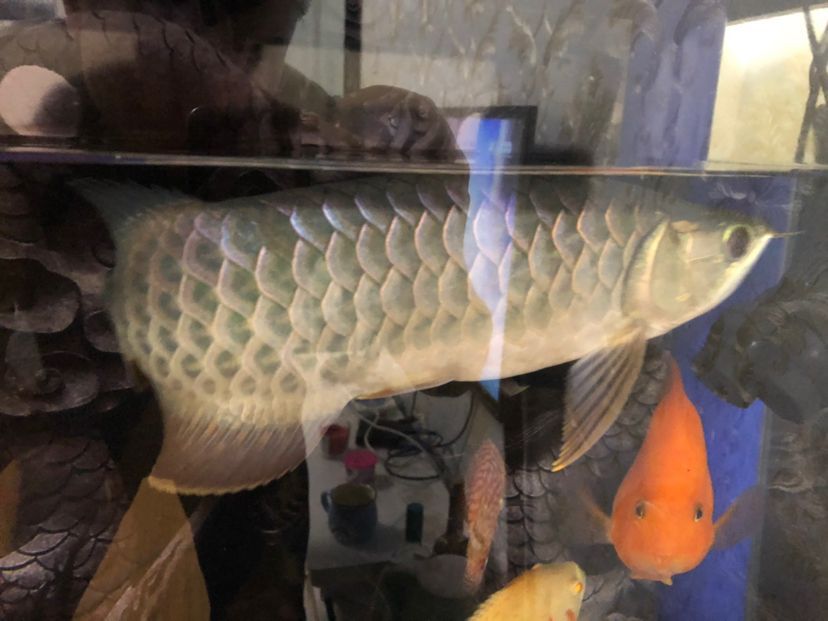 撫州觀賞魚市場888這條魚值得（撫州觀賞魚市場888的這條魚值得）