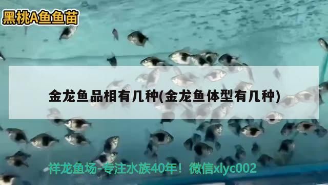 金龍魚品相有幾種(金龍魚體型有幾種)（金龍魚品相有幾種）