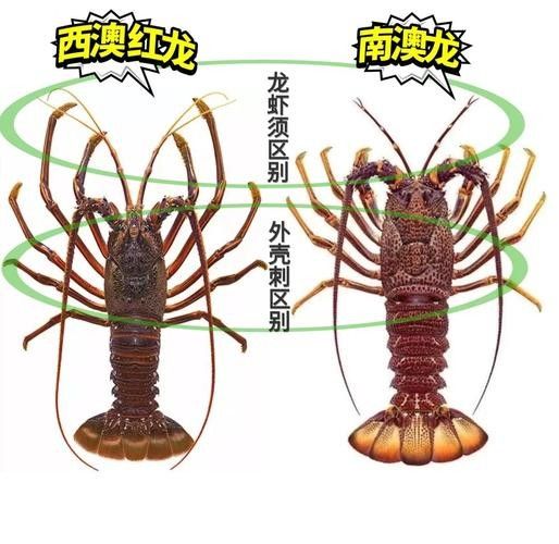 紅龍和澳龍的市場價格差異大嗎