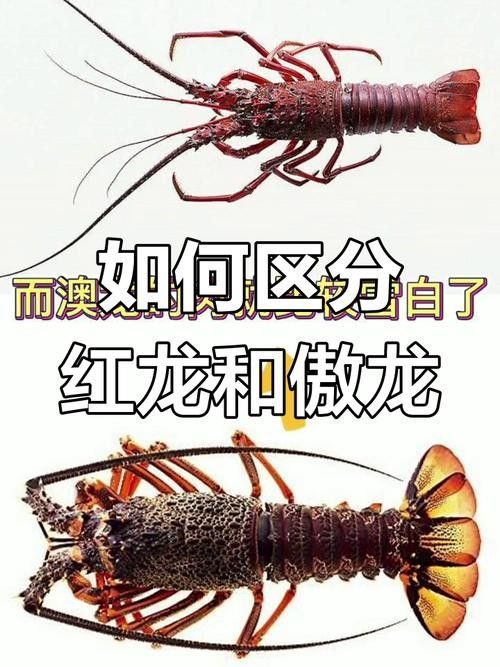 紅龍和澳龍的市場價格差異大嗎